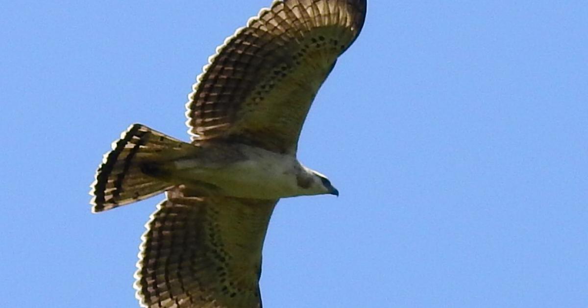 (Video) Histórico: Cuatro águilas crestadas de montaña sobrevolaron Medellín