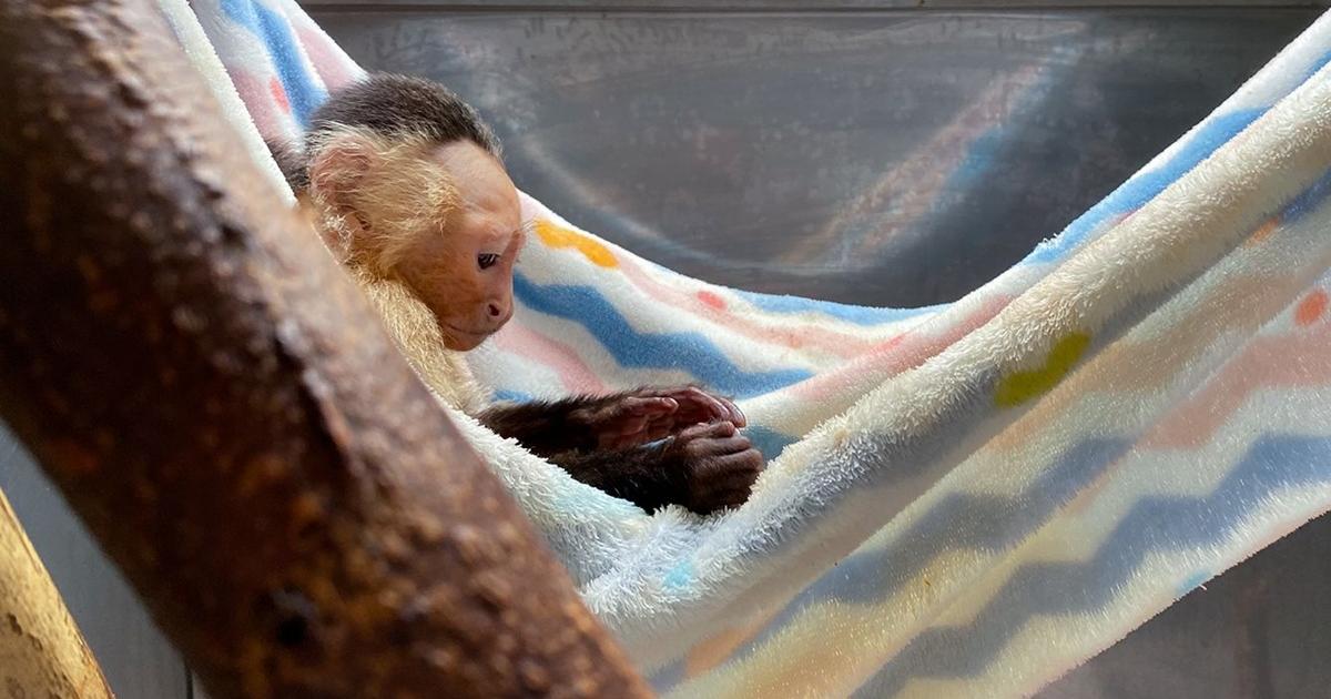 Mono capuchino al que le suministraban psicoactivos fue rescatado en Antioquia