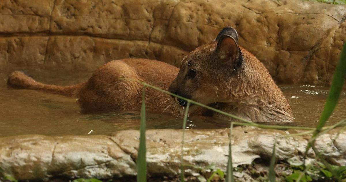 Puma rescatada en Antioquia no logró superar la rehabilitación para habitar un entorno natural
