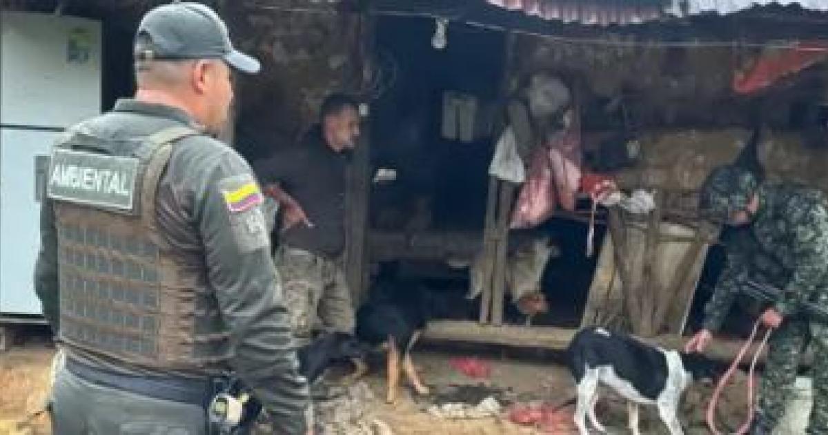 Rescataron a 20 perros presuntamente agresivos que tenían azotado el ganado en Sonsón