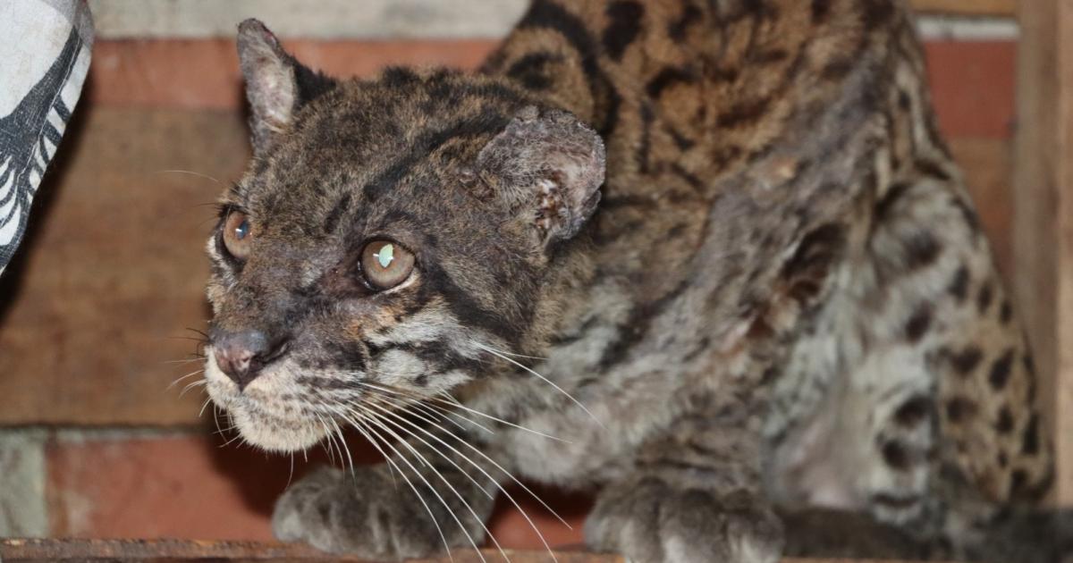 Tigrilla silvestre fue encontrada al borde de la muerte en carretera del Huila