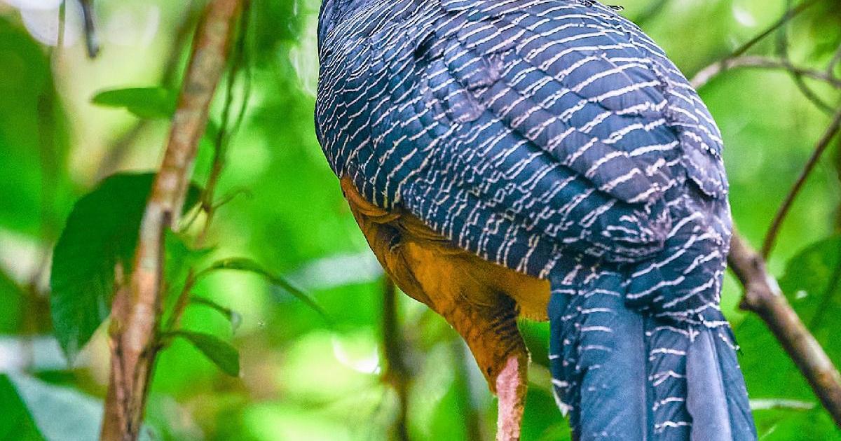 Colombia expone estrategias en Abu Dhabi para proteger al 'paujil de pico azul'