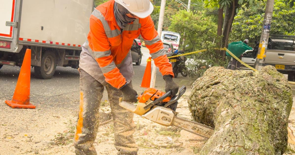 En Medellín ejecutan tala del 73% de árboles en alto riesgo, sumando 1.548 intervenciones