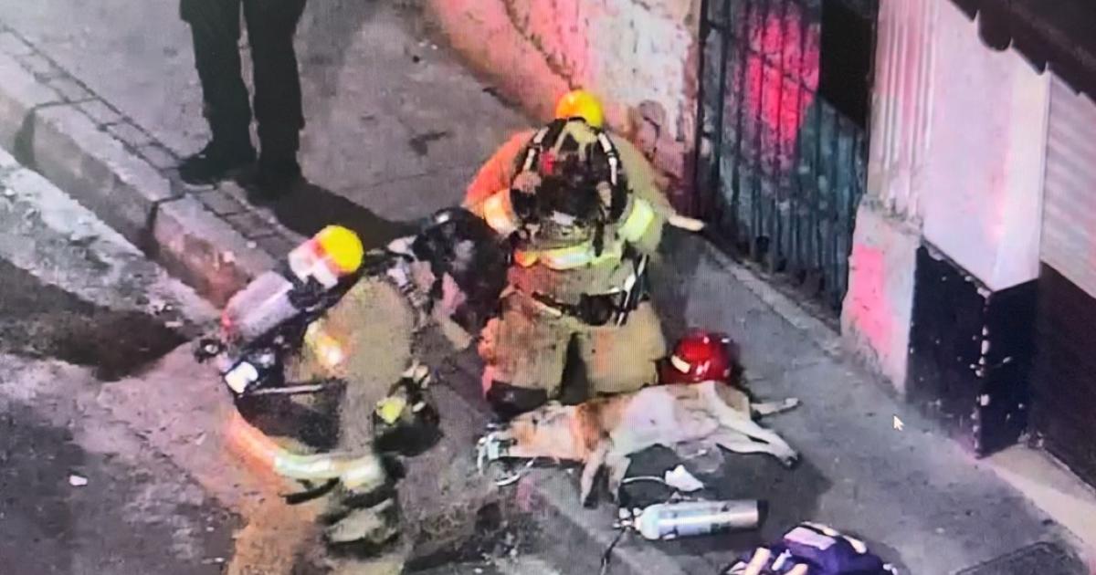 Dramático rescate de perrito asfixiado en incendio en el centro de Medellín
