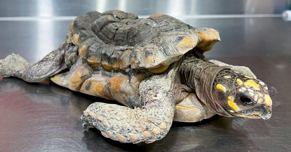 Treinta años sin libertad: la historia de una tortuga que vivió bajo cautiverio en Medellín