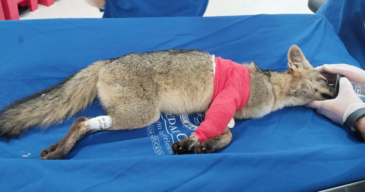 Recuperación récord: Zorro perro vuelve a caminar gracias a expertos de Medellín