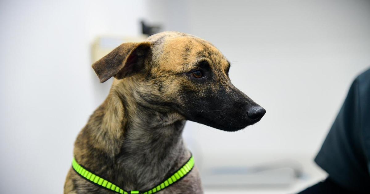 “Bizcocho”, el perro víctima de maltrato, presenta traumas en su comportamiento, según profesionales que lo atienden