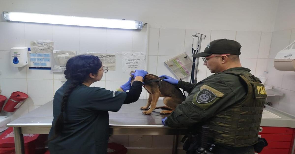 Autoridades de Medellín atendieron nuevo caso de presunto maltrato animal