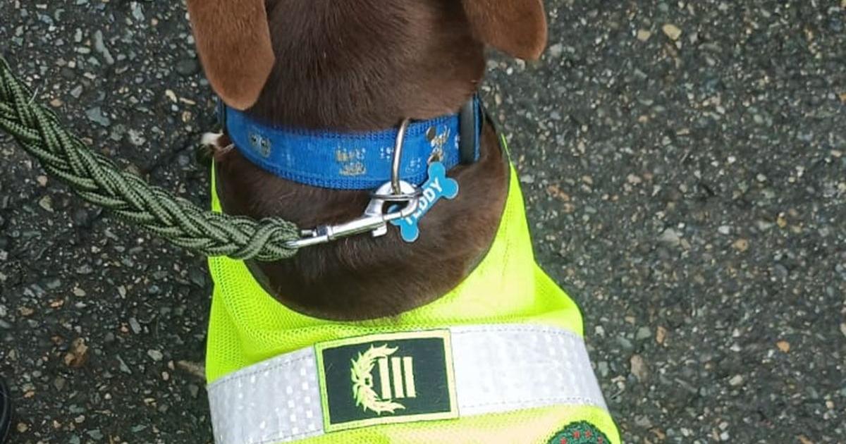 Gobernación anuncia la entrega en donación de perro maltratado a PoliAntioquia, su nombre será “Coronel Bizcocho”