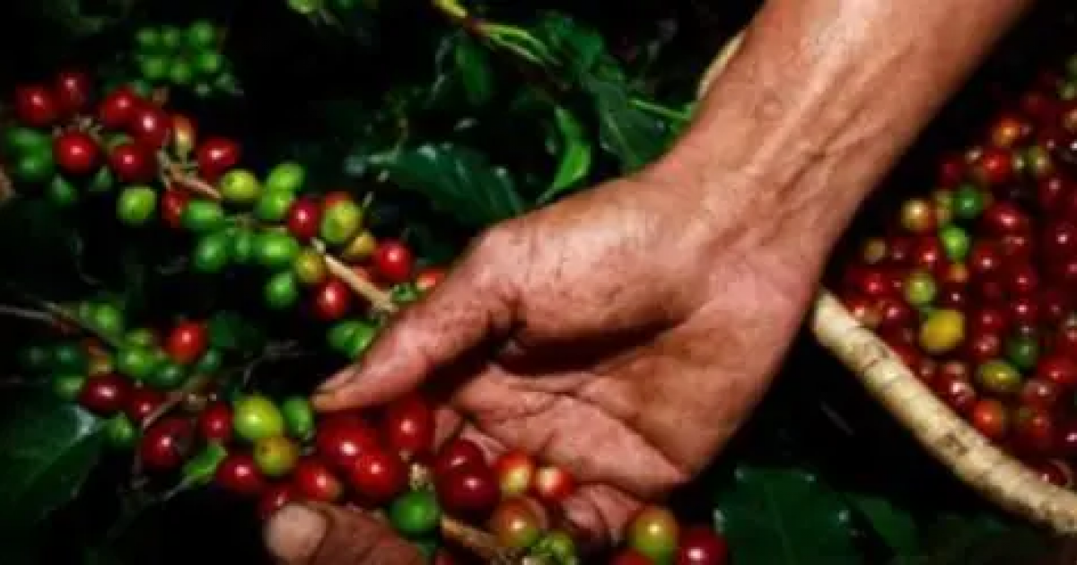 Unas 30 mil familias cafeteras se verían afectadas por cierre de vías en el suroeste