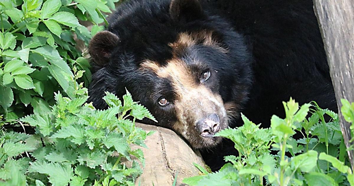 Autoridades ambientales piden preservar la vida del oso andino avistado en Jardín, Antioquia