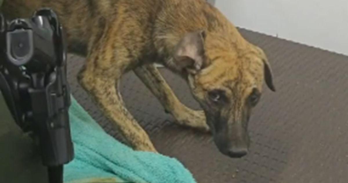 Peritos forenses establecen si perro agredido sobrevivió, aplicación de Ley Ángel dependerá de este resultado