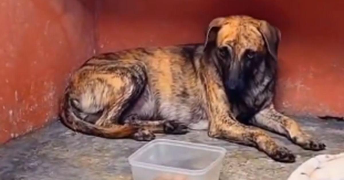 Informe forense determinará si el perro agredido en un video sobrevivió al ataque