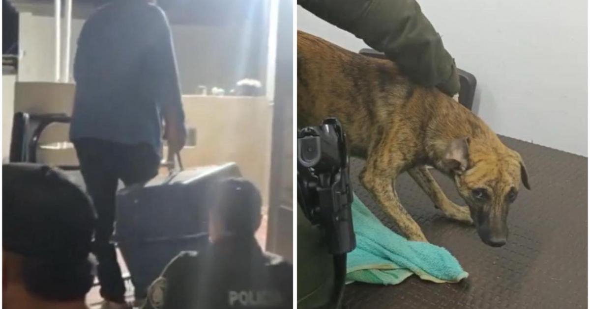 Se entregó el agresor del perro que se hizo viral: llegó con uno vivo y asegura que no lo mató