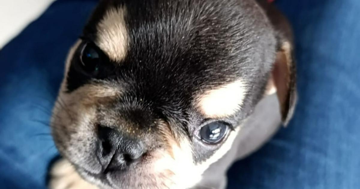 Ocho meses de cárcel para hombre que golpeó y mató a Odín, cachorrito de dos meses, en Itagüí