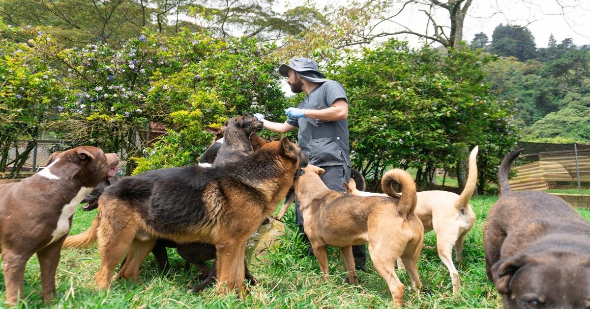 80 perros y gatos harán parte de la última 'adoptatón' del año en Medellín