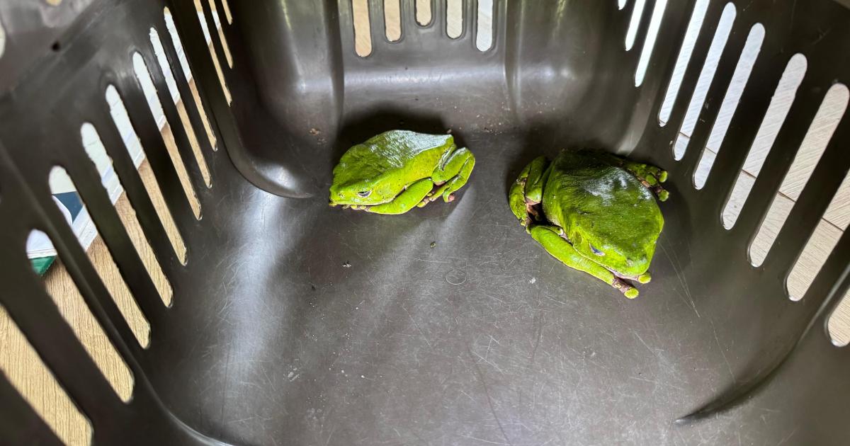 Vendían veneno de ranas torturadas para rituales ilegales en Medellín, Bogotá y Cali