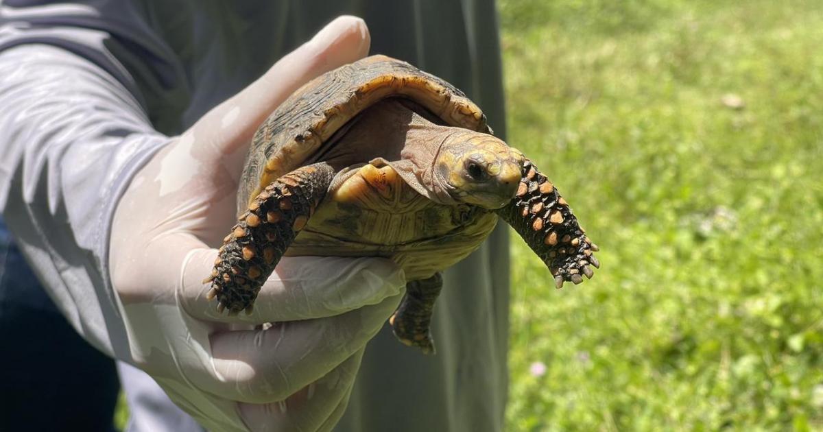 [FOTOS] Viaje de 630 Km hacia la libertad: Medellín trasladó 140 tortugas a su verdadero hogar en el Meta