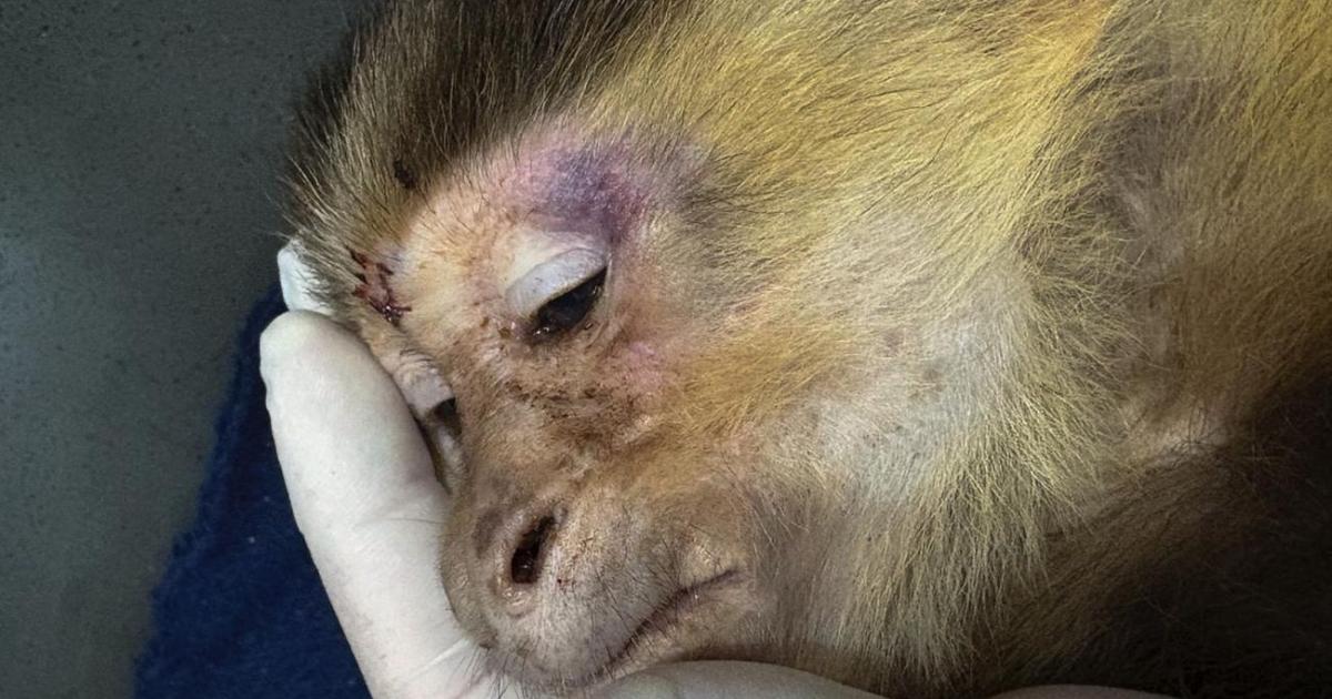 Autoridades en Medellín atienden a mono capuchino con graves lesiones por maltrato