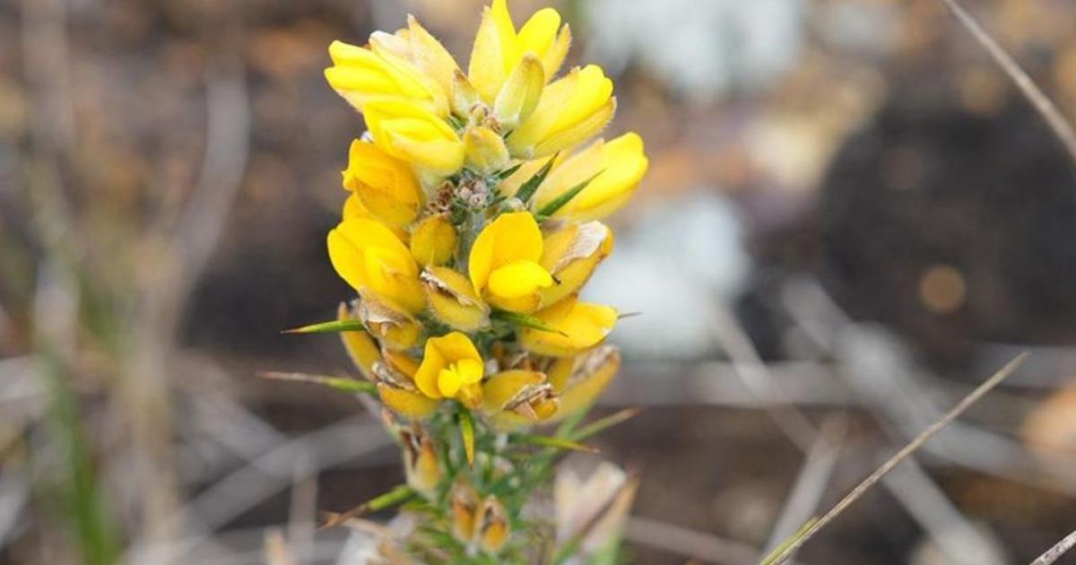 Alerta en Belmira, Antioquia por hallazgo de planta invasora europea en el páramo de Santa Inés