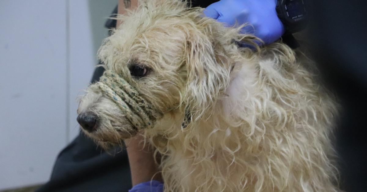 [FOTOS] Maltrato en San Antonio de Prado: rescatan 46 animales con parásitos y desnutrición; hay una mujer capturada