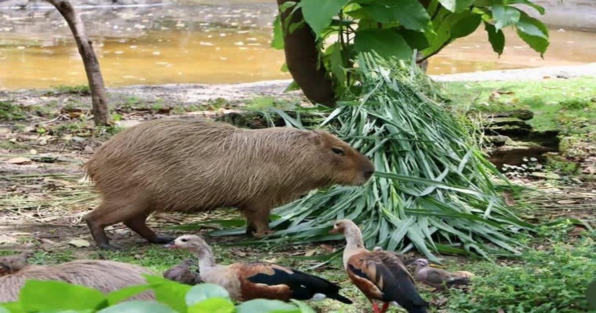Seis animales han muerto en el Valle de Aburrá por la manipulación de Pólvora, tres de ellos estaban en el Parque de la Conservación