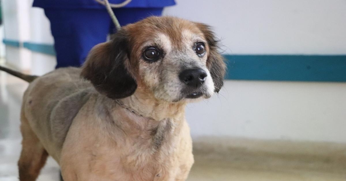 Perrita murió en Medellín tras lanzarse de un octavo piso por las detonaciones de la pólvora