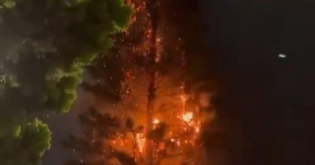 Un volador quemó emblemático pino del barrio Manrique de Medellín