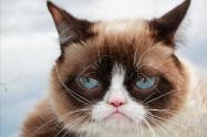 Grumpy Cat