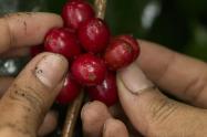 Cosecha cafetera -2024