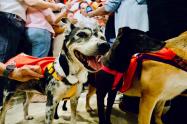 Adopta un Superhéroe, la campaña para adoptar perros en Medellín