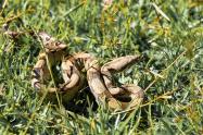 Fauna silvestre rescatada en Antioquia