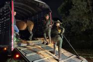 Semovientes incautados en El Carmen de Viboral, Antioquia