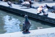 Cuidado de las palomas en Envigado