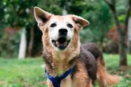 Animales en La Perla esperan ser adoptados