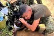 Animales afectados por explosivos en Antioquia 