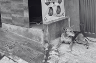 Perro callejero muerto por disparo de un presunto escolta.