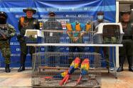 Rescatadas nueve aves silvestres en Copacabana