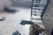 Perros en mal estado encontrados por autoridades de Medellín