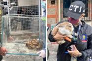 Parroquiano de Medellín pretendía alimentar una peligrosa culebra con conejos