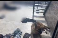 Al sol y al agua dejaron abandonados dos perros en una terraza en Medellín: Uno de los animales murió