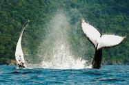 Avistamiento de ballenas