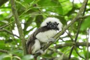 Fundación Unibán trabajan para la protección de 21 especies priorizadas de flora y de fauna en el Urabá antioqueño