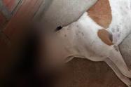 Perro fue asesinado a tiros en El Peñol; comunidad exige justicia