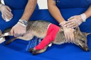 Atropellamiento de zorro perro en vía pública 