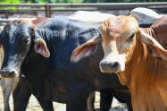 En Antioquia buscan alcanzar más de 22 mil servicios de inseminación artificial en bovinos