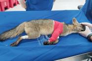 Cirugía del zorro perro en Medellín 