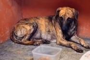 Perro maltratado - Antioquia -2025