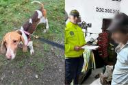Investigan si adulto mayor habría abusado sexualmente de una canina en Dabeiba