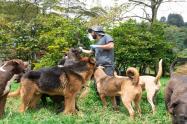 80 perros y gatos harán parte de la última adoptatón del año en Medellín